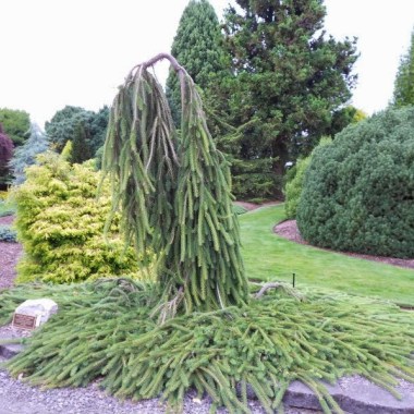 Picea abies – Cobra 01